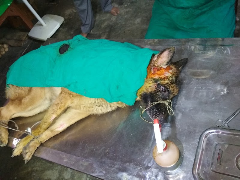 Pragya Dog Care — Photo 4