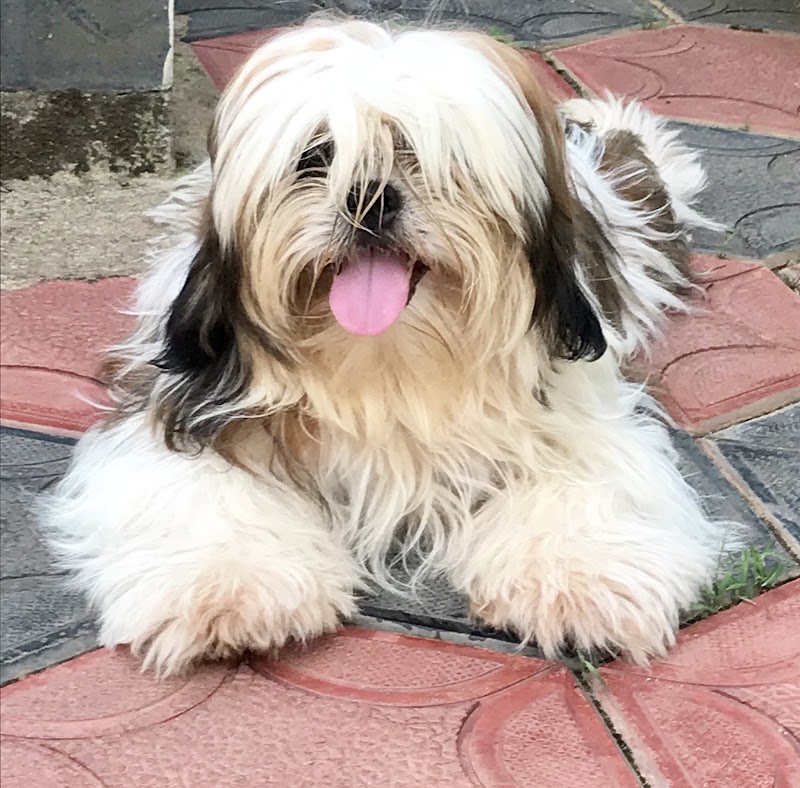 PRASAD PET HOUSE — Photo 2