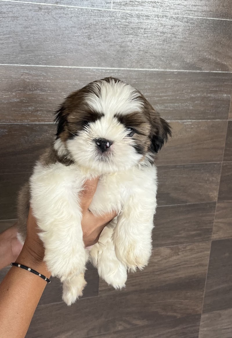 PRASAD PET HOUSE — Photo 3