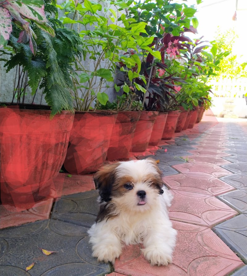 PRASAD PET HOUSE — Photo 4