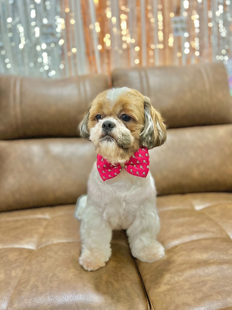 Prathyusha pet clinic — Photo 4