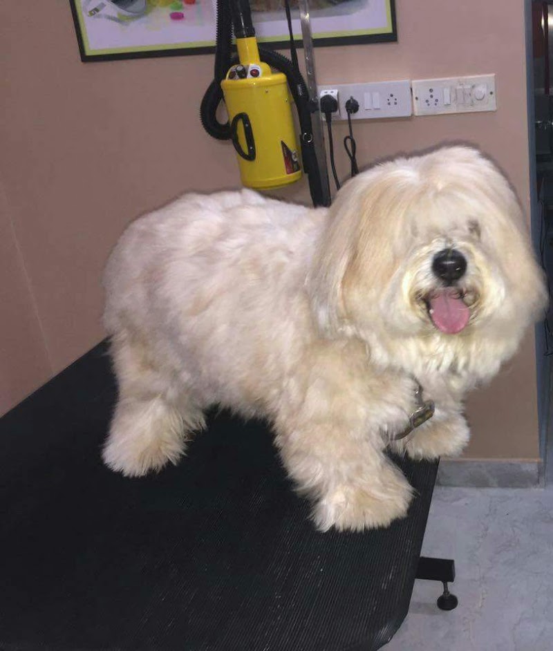 PRETTY PAWZ Pet Grooming Studio for Dogs and Cats