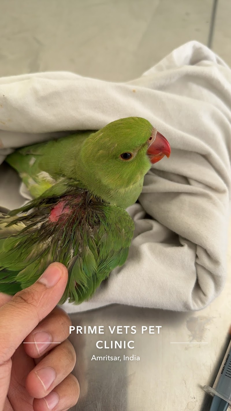 Prime Vets Pet Clinic — Photo 2