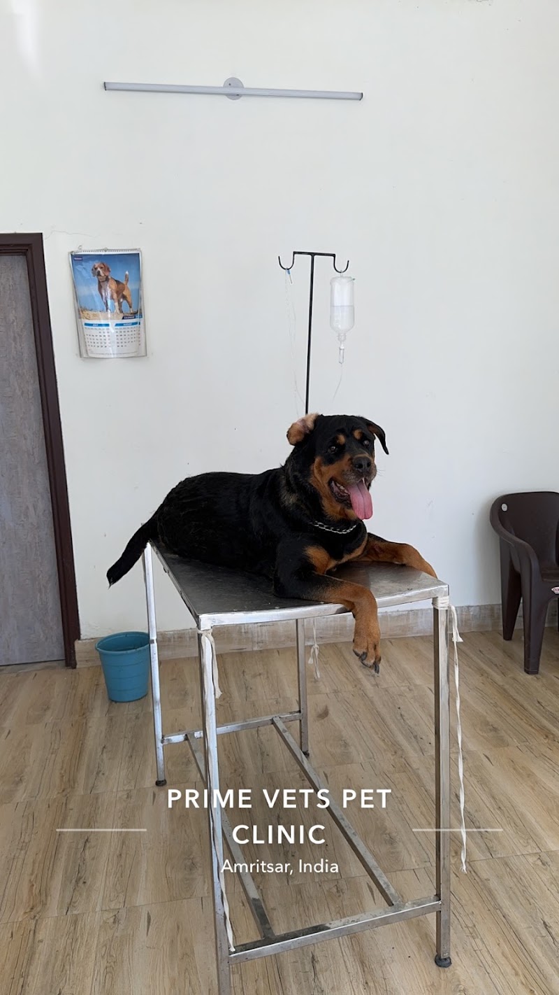 Prime Vets Pet Clinic — Photo 3