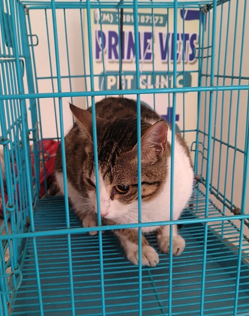 Prime Vets Pet Clinic — Photo 4