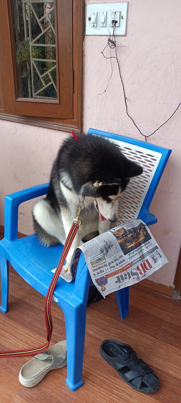 Prince Dog Training Indore — Photo 4