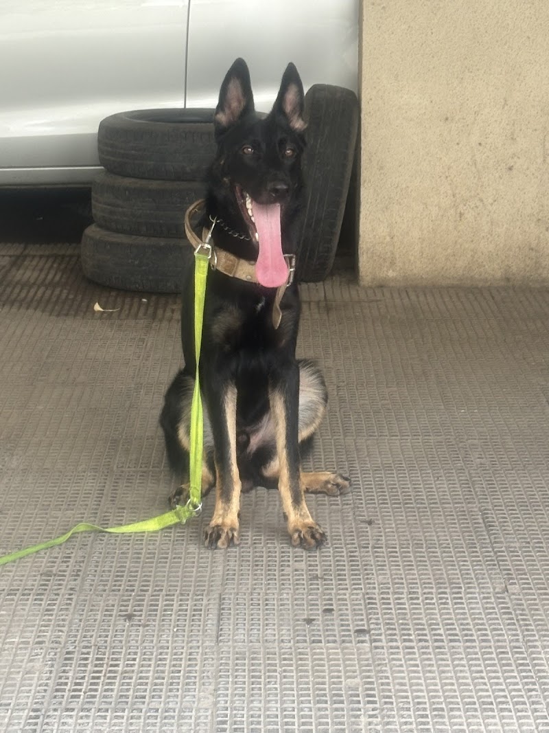 Professional Dog Trainer Siddhraj Jadeja — Photo 4