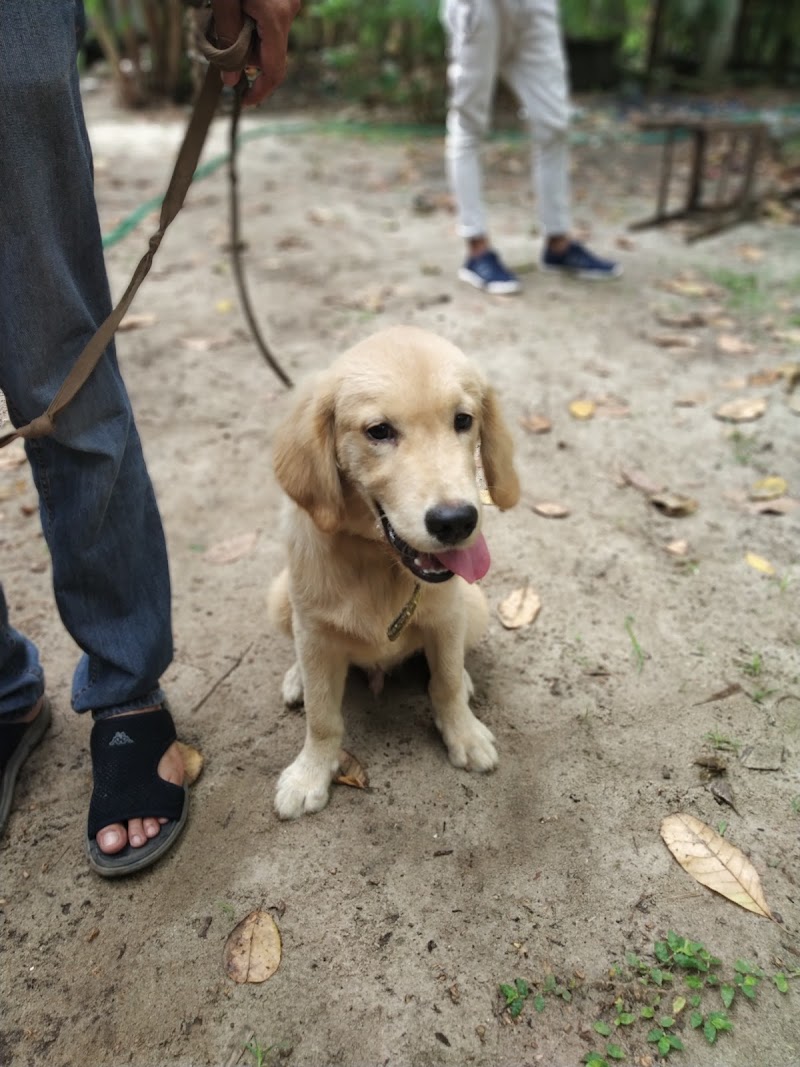 Professional Dog Training Centre — Photo 4