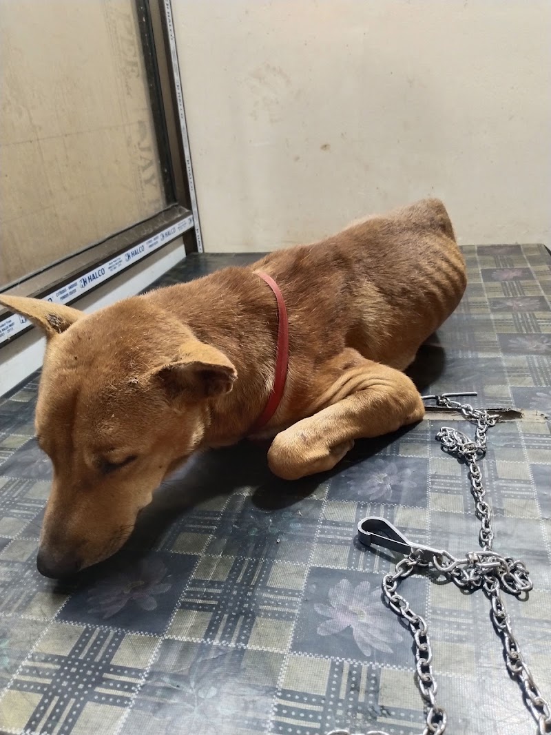 Progressive Pet Clinic — Photo 3