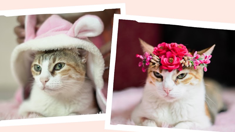 Puggys ane Paris Cats Home Boarding