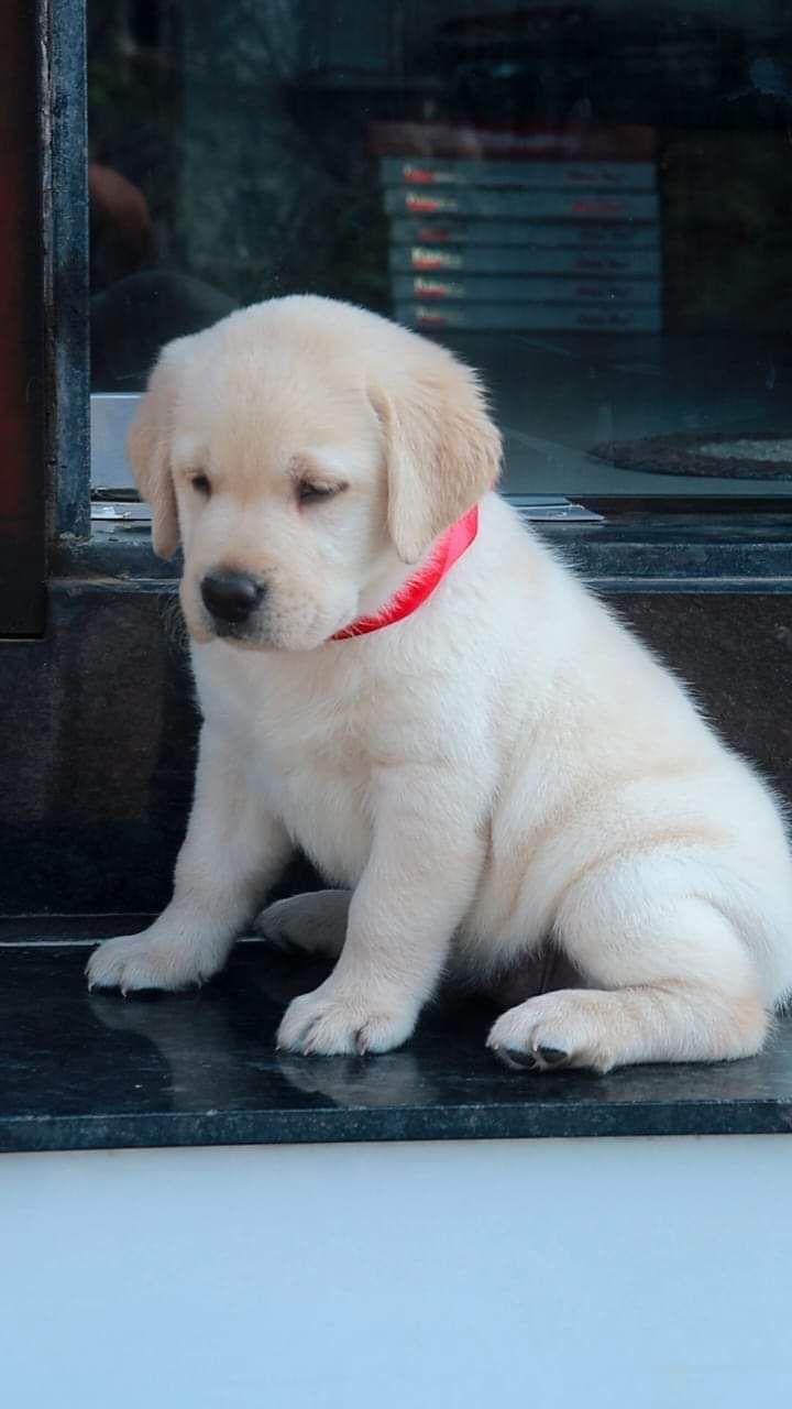 Puppies House | Pet Shop in Patna | Pet Shop for Labrador Dog/German Shepherd Dog/Golden Retriever Dog/Pug/Beagle/Rottweiler|
