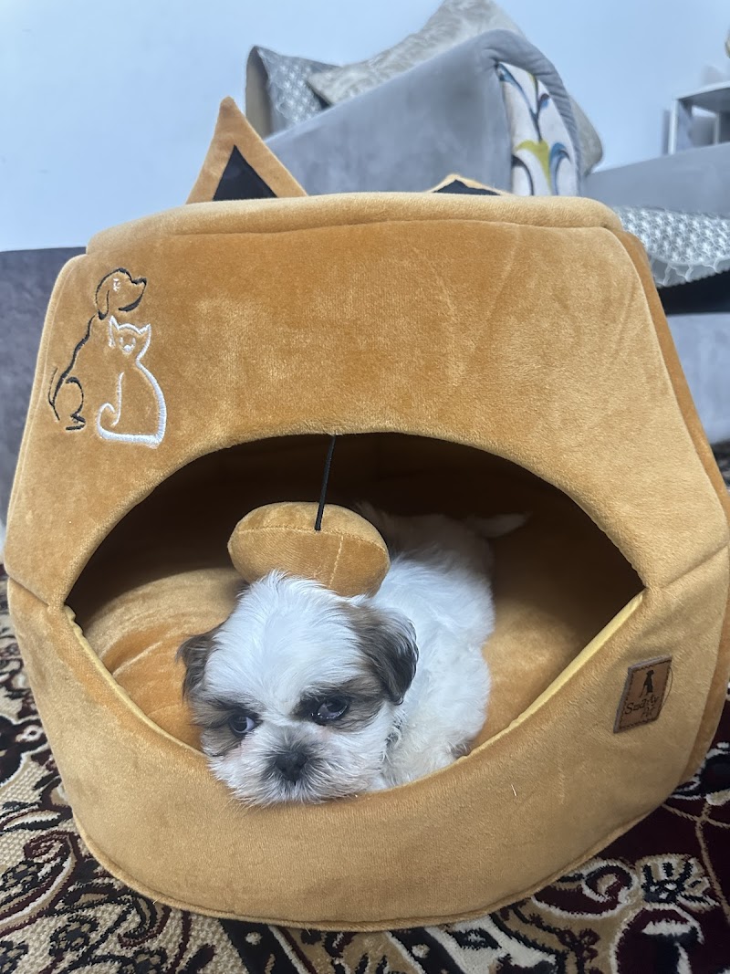 PUPPYWALA — Photo 4