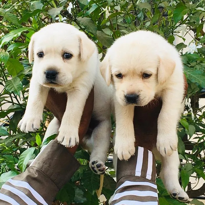 R R PETS — Photo 2