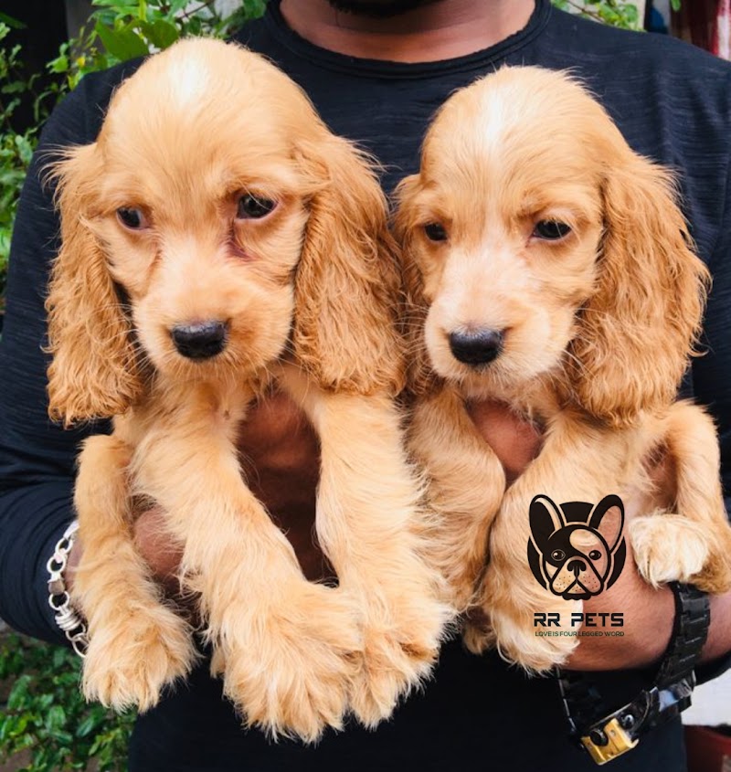 R R PETS — Photo 3