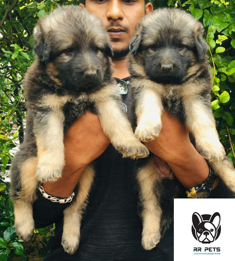 R R PETS — Photo 4