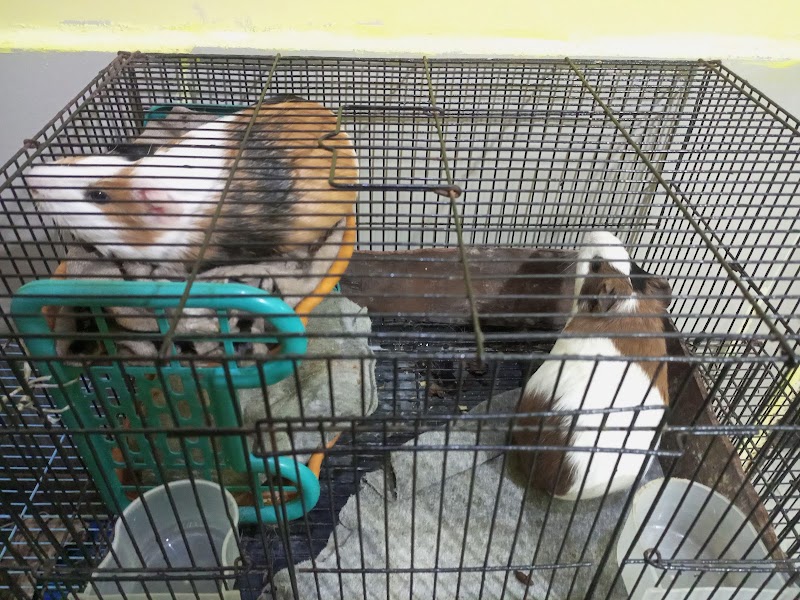 Rabbit Boarding Bhopal