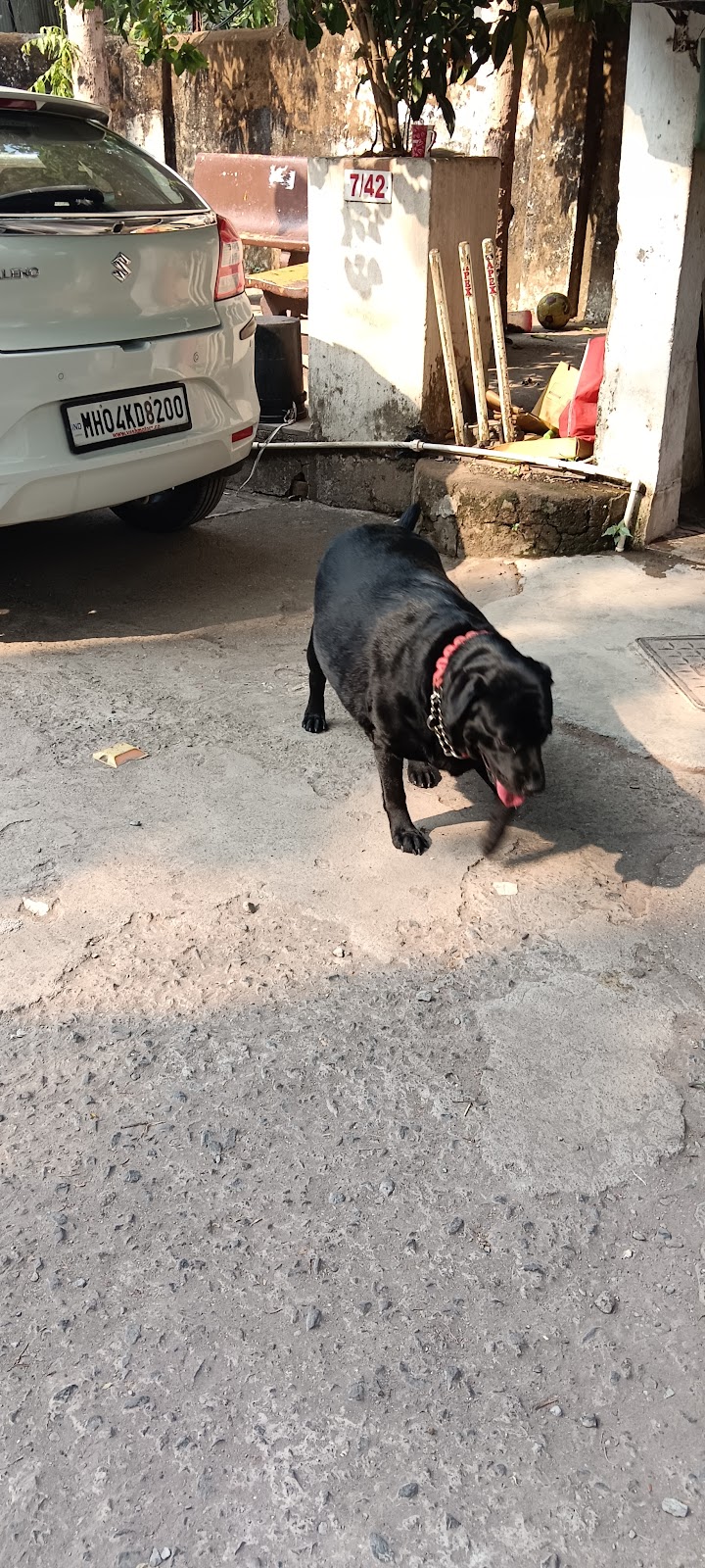 Rahul Dog Walking Services