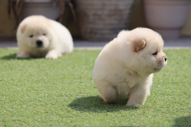 Rainbow Pet Store - Best Pet Shop In Lucknow | Dog Cat Grooming | Pet Bakery | Crèche |