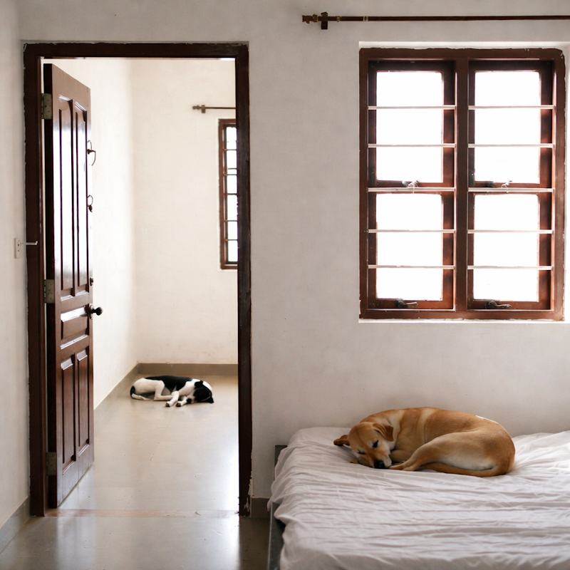 Raipur Pet Stay — Photo 3