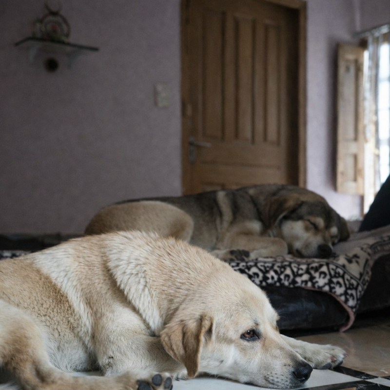 Raipur Pet Stay — Photo 4