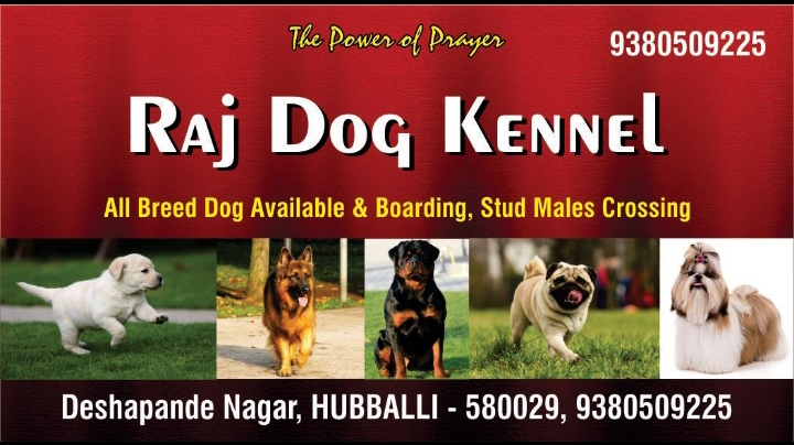 Raj kennels dog hubli — Photo 4