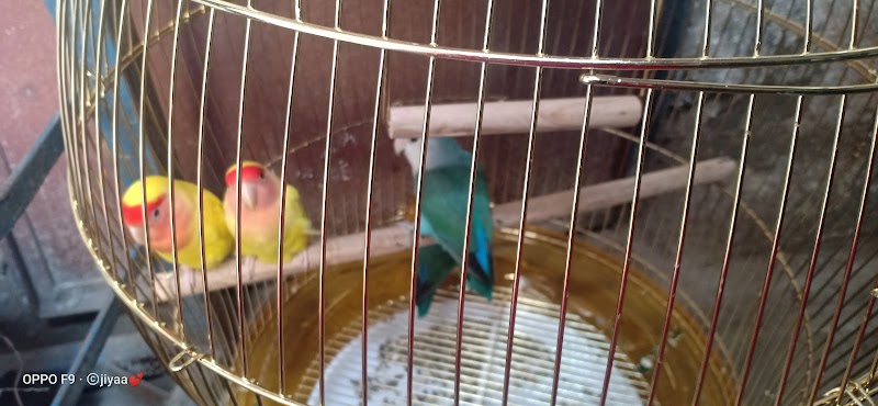 Raja Babu Birds Shop — Photo 2