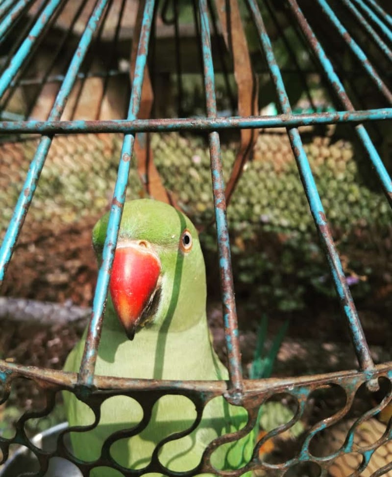 Raja Babu Birds Shop — Photo 3