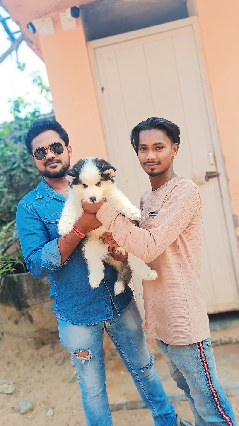 Raja Dog kennel — Photo 4