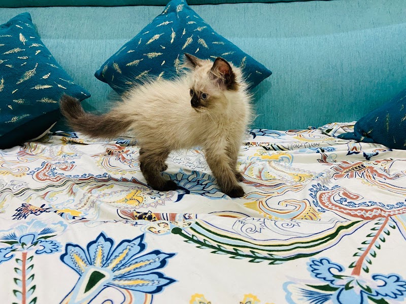 Raju pet shop — Photo 4