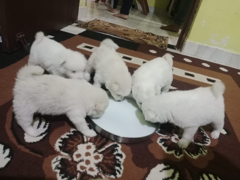 RANCHI PET SHOP & HOSTEL — Photo 3