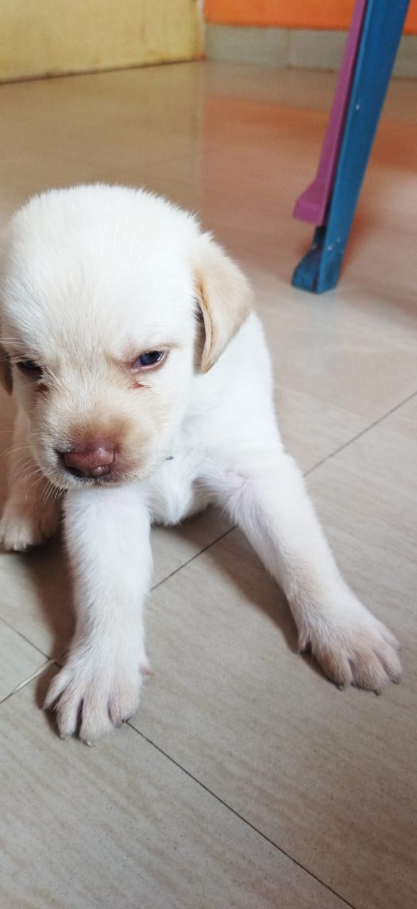 Rani pets kennel — Photo 2