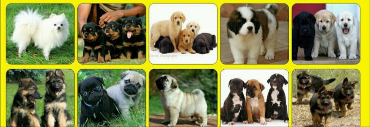 Rani pets kennel — Photo 4