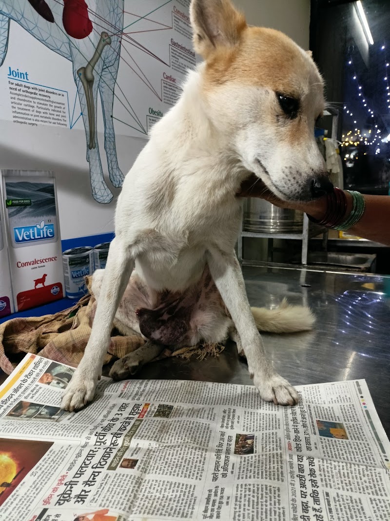 Real Care Small Animal Clinic — Photo 3