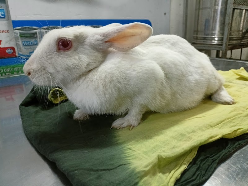 Real Care Small Animal Clinic — Photo 4