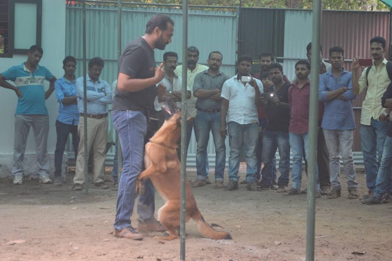 Reward K9 Dog Training Centre — Photo 3