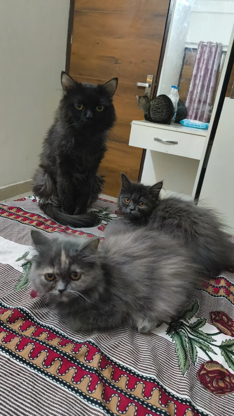 Reyansh Pet Paradise — Photo 2