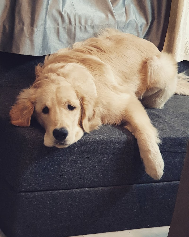 Reyansh Pet Paradise — Photo 4