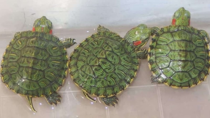 Rinku Pet House — Photo 2