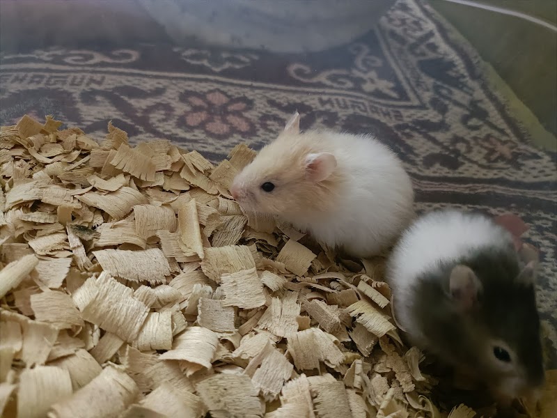 Rinku Pet House — Photo 3