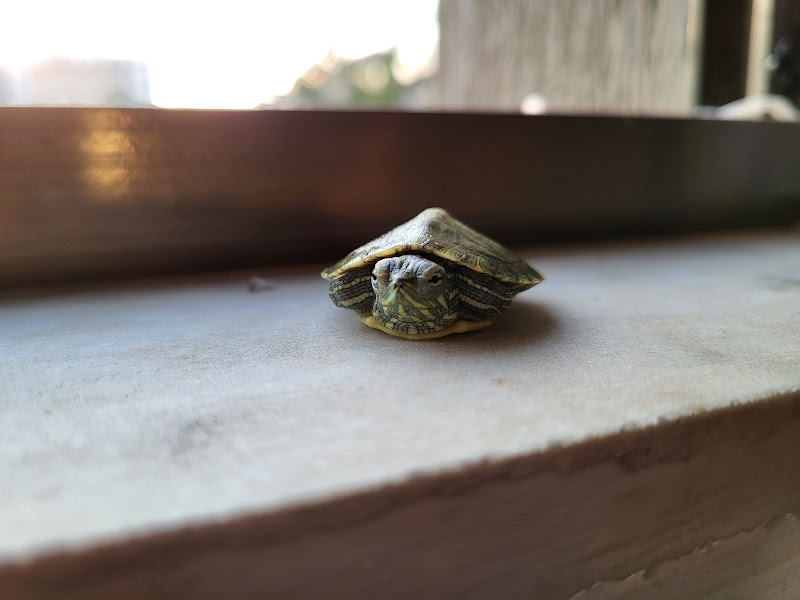 Rinku Pet House — Photo 4