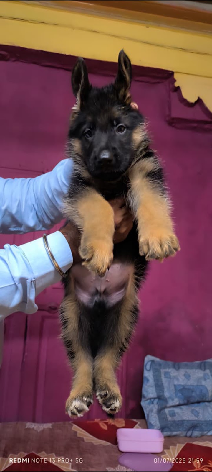 Rishi pet Shop & kennel — Photo 2