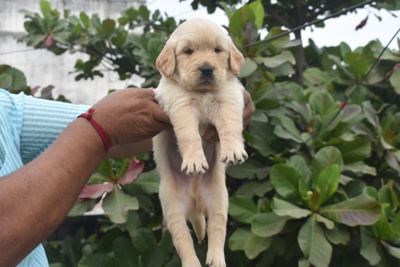 Rishi pet Shop & kennel — Photo 3