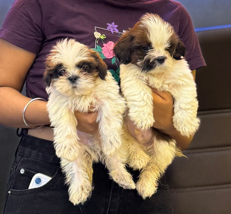 Rishi pet Shop & kennel — Photo 4