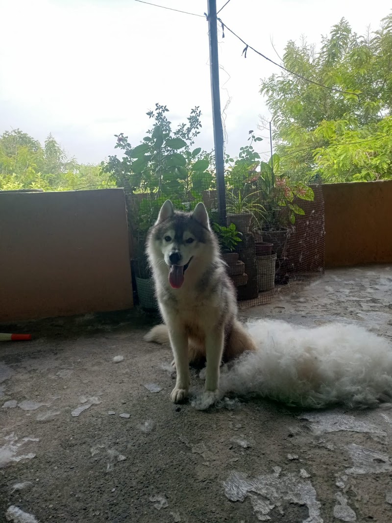 Rishu's Pet Grooming