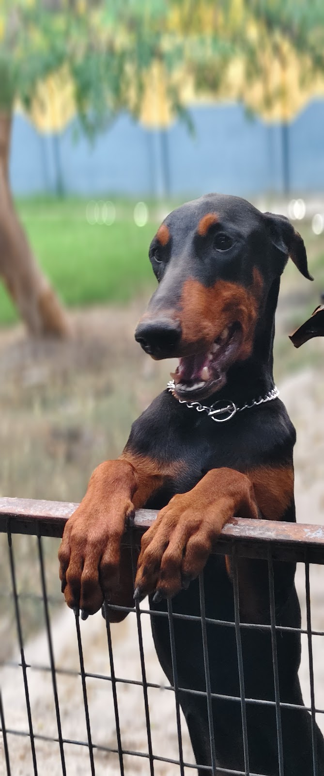 RJ Dog hostel & Pet boarding — Photo 4