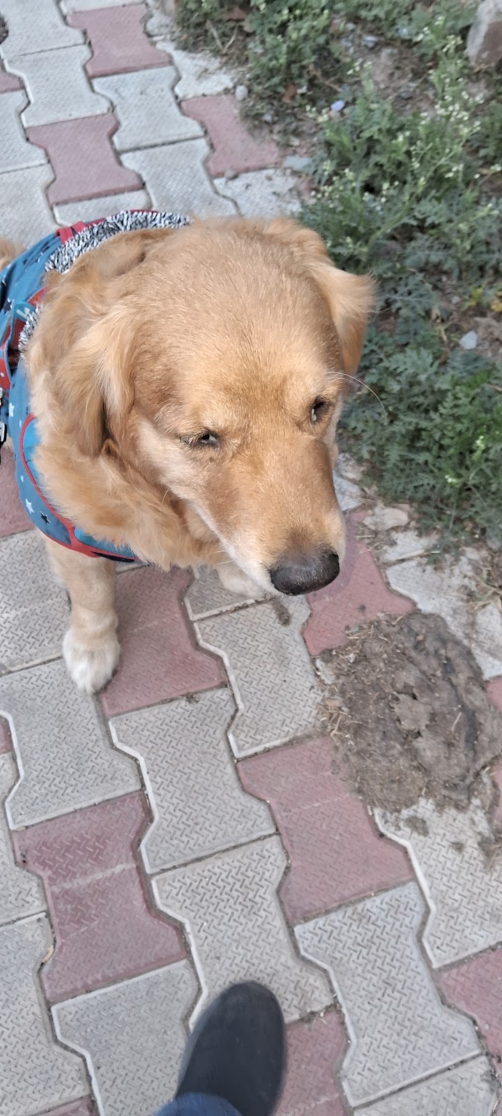 Roma k11 (Dog walking) — Photo 2