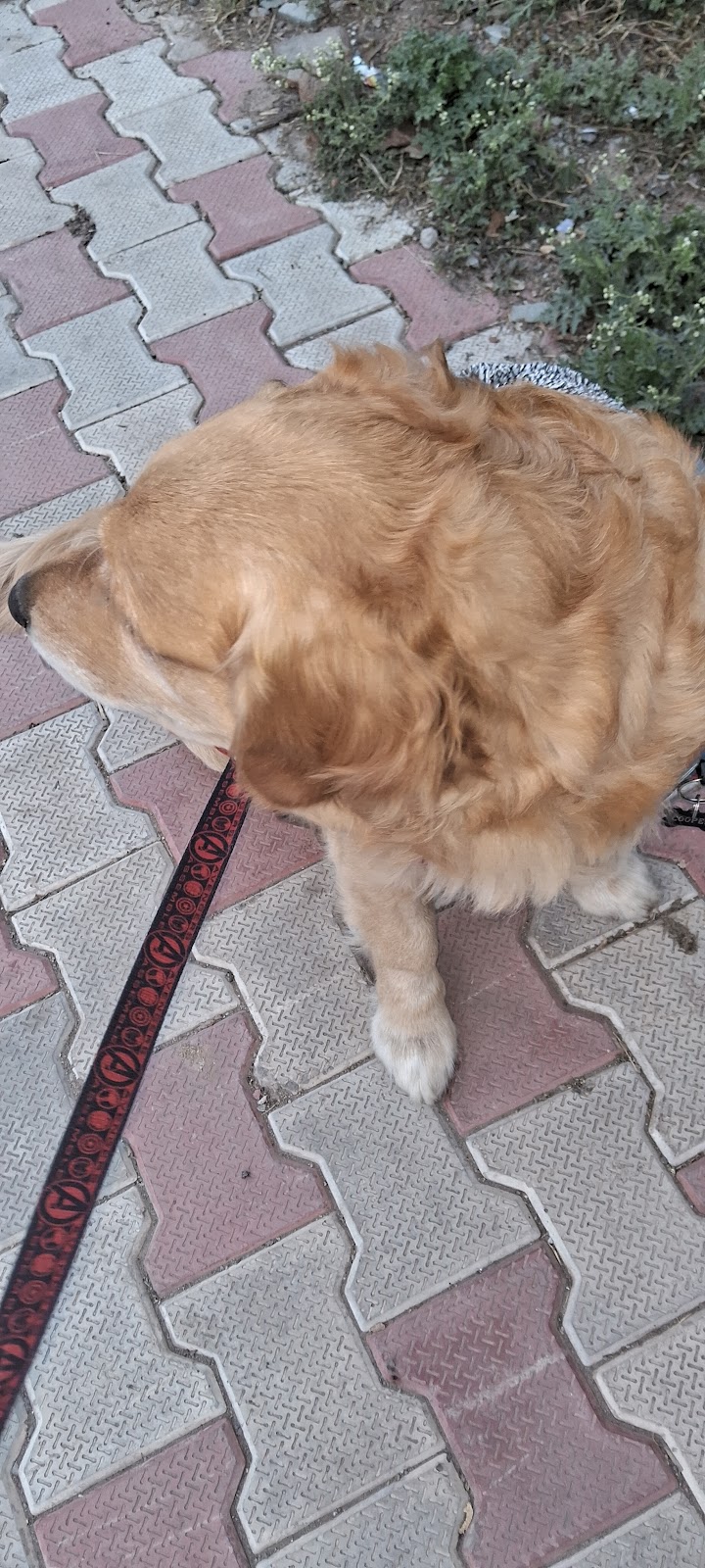 Roma k11 (Dog walking) — Photo 3