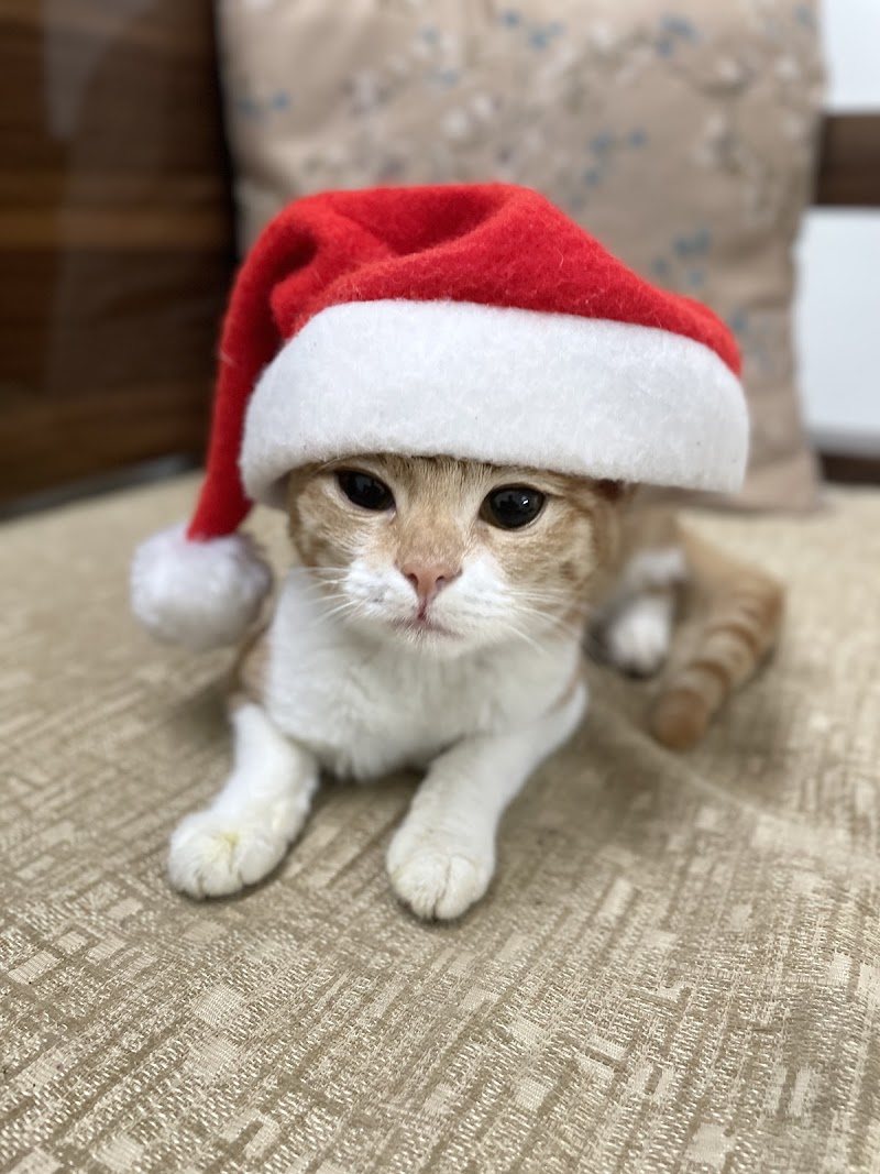 ROMEO’S PET HOSTEL — Photo 2