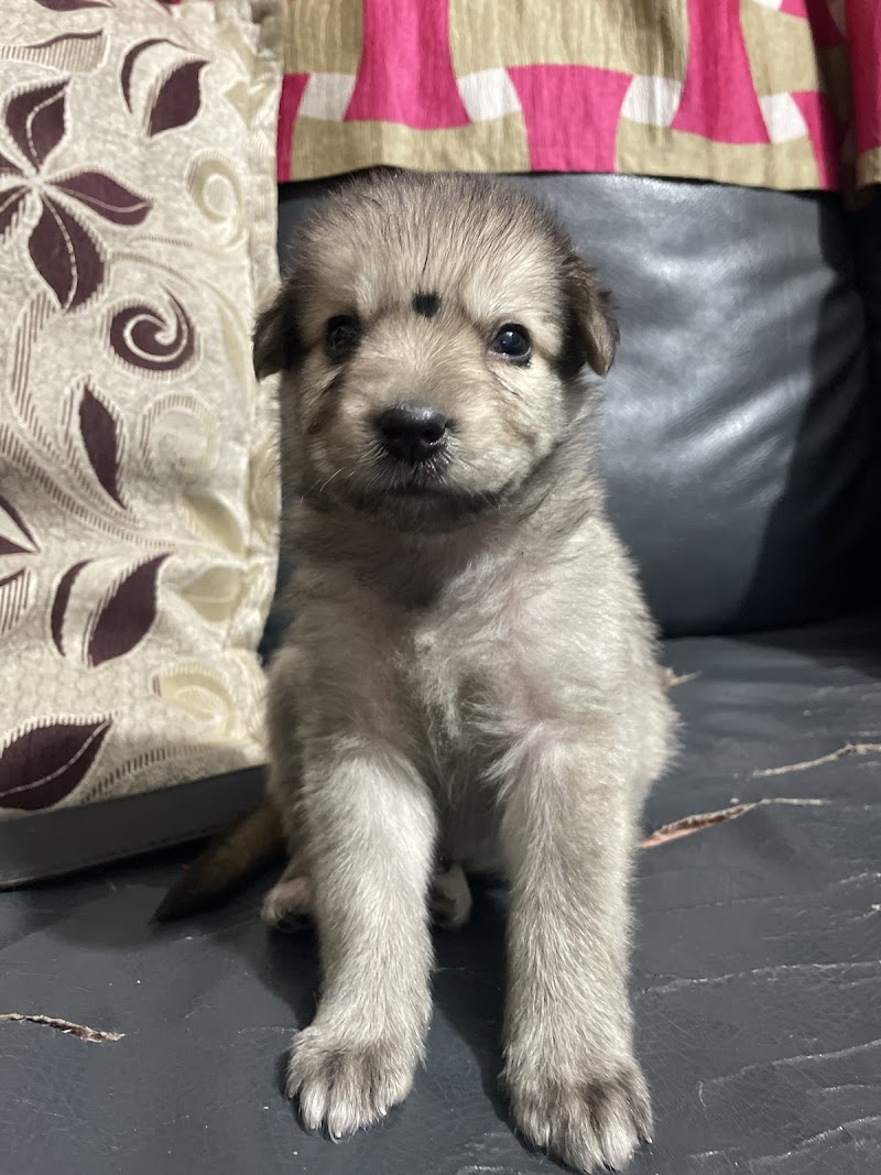 ROMEO’S PET HOSTEL — Photo 3