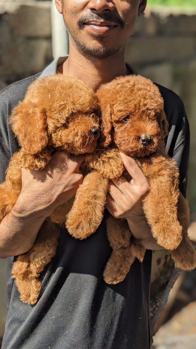 Roms N Raks Pet Hypermarket and Grooming Studio — Photo 2